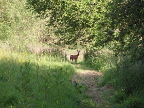 Roe Deer